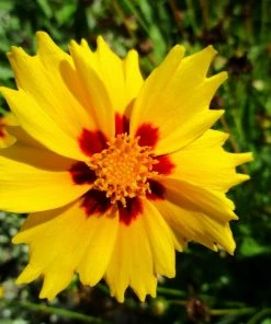 Roots Plants Coreopsis Lanceolata 'Sterntaler' Perennials 7 Roots Plants Coreopsis Lanceolata 'Sterntaler' Perennials