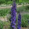Roots Plants Delphinium 'Black Knight' | 10.5cm Pot Perennials 1 Roots Plants Delphinium 'Black Knight' | 10.5cm Pot Perennials