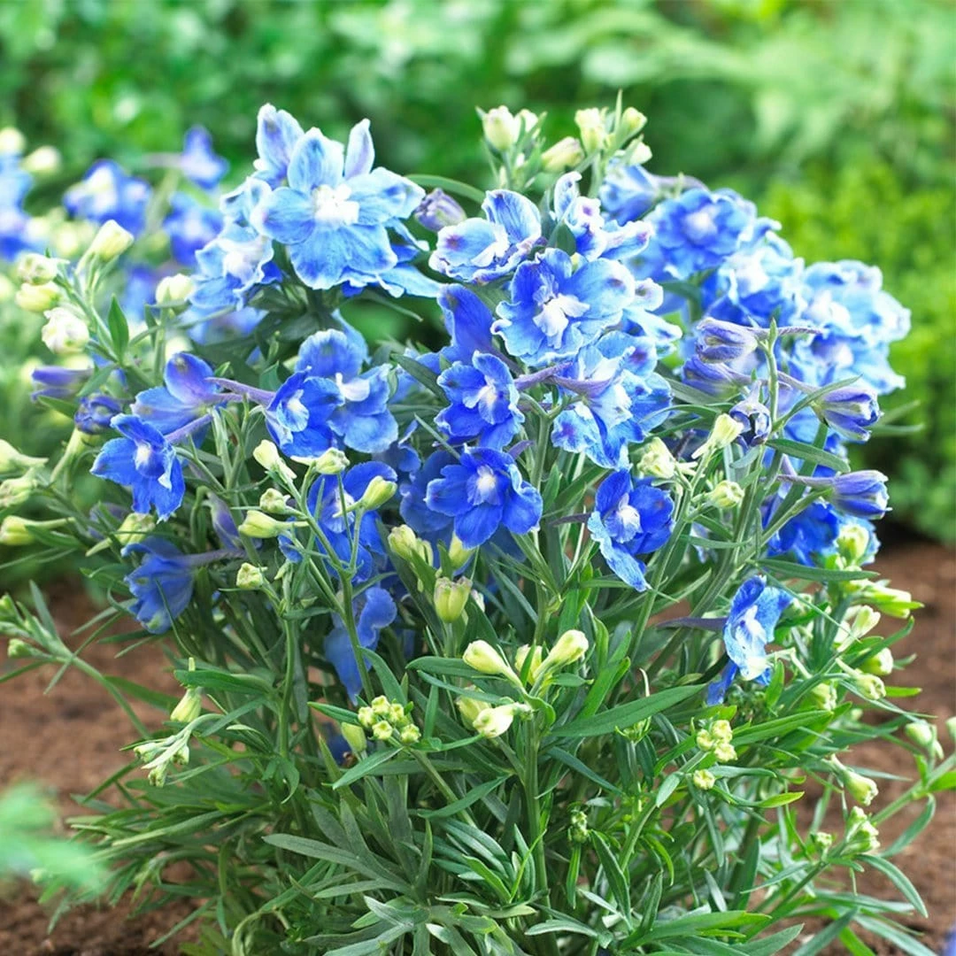 Roots Plants Delphinium 'Blue Bird' | 10.5cm Pot 4 Roots Plants Delphinium 'Blue Bird' | 10.5cm Pot