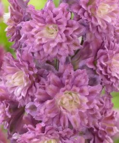 Roots Plants Delphinium 'Highlander Flamenco' | 1L Pot Perennials