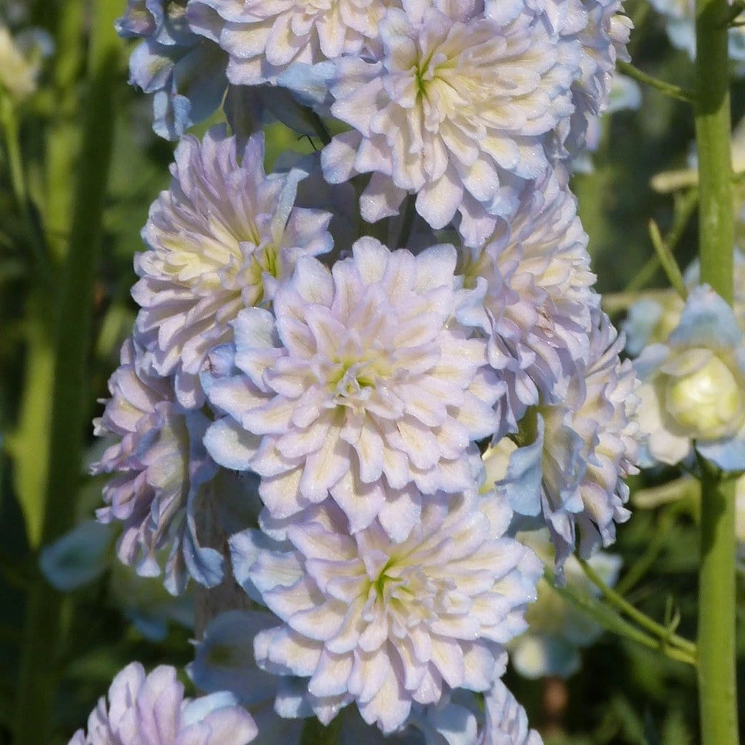 Roots Plants Delphinium 'Moonlight' | 1L Pot 5 Roots Plants Delphinium 'Moonlight' | 1L Pot