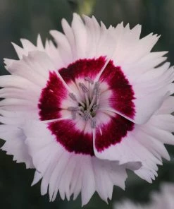 Roots Plants Perennials Dianthus Cocktail Collection | 4 X 2L Pot 17 Roots Plants Perennials Dianthus Cocktail Collection | 4 X 2L Pot