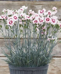 Roots Plants Perennials Dianthus Cocktail Collection | 4 X 2L Pot 16 Roots Plants Perennials Dianthus Cocktail Collection | 4 X 2L Pot