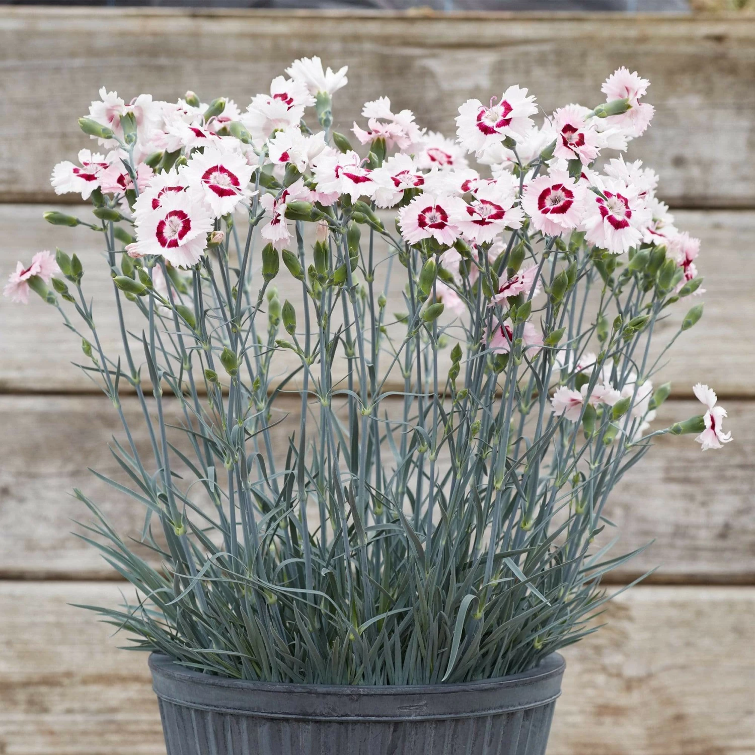 Roots Plants Perennials Dianthus Cocktail Collection | 4 X 2L Pot 9 Roots Plants Perennials Dianthus Cocktail Collection | 4 X 2L Pot