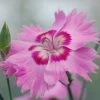 Roots Plants Dianthus 'Cocktail Shirley Temple' | 2L Pot Perennials