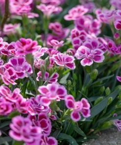 Roots Plants Dianthus 'Pink Kisses' Perennials