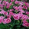 Roots Plants Dianthus 'Pink Kisses' Perennials 1 Roots Plants Dianthus 'Pink Kisses' Perennials