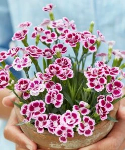 Roots Plants Dianthus 'Pink Kisses' Perennials