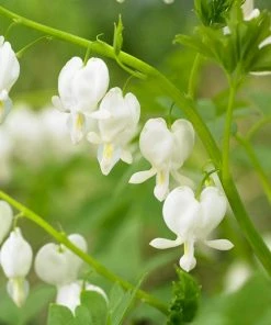 Roots Plants Bleeding Heart Plant 'Spectabilis Alba' | Dicentra | 3L Pot Perennials
