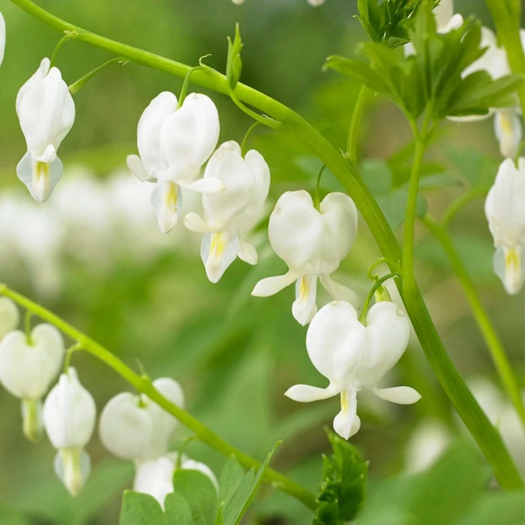 Roots Plants Bleeding Heart Plant 'Spectabilis Alba' | Dicentra | 3L Pot Perennials 4 Roots Plants Bleeding Heart Plant 'Spectabilis Alba' | Dicentra | 3L Pot Perennials