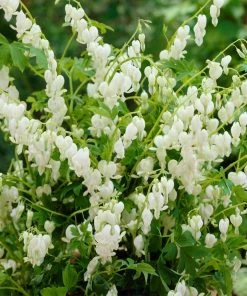 Roots Plants Bleeding Heart Plant 'Spectabilis Alba' | Dicentra | 3L Pot Perennials 7 Roots Plants Bleeding Heart Plant 'Spectabilis Alba' | Dicentra | 3L Pot Perennials