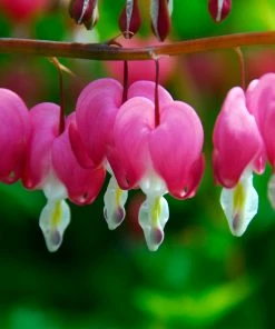 Roots Plants Bleeding Heart Plant 'Spectabilis Valentine' | Dicentra | 3L Pot Perennials