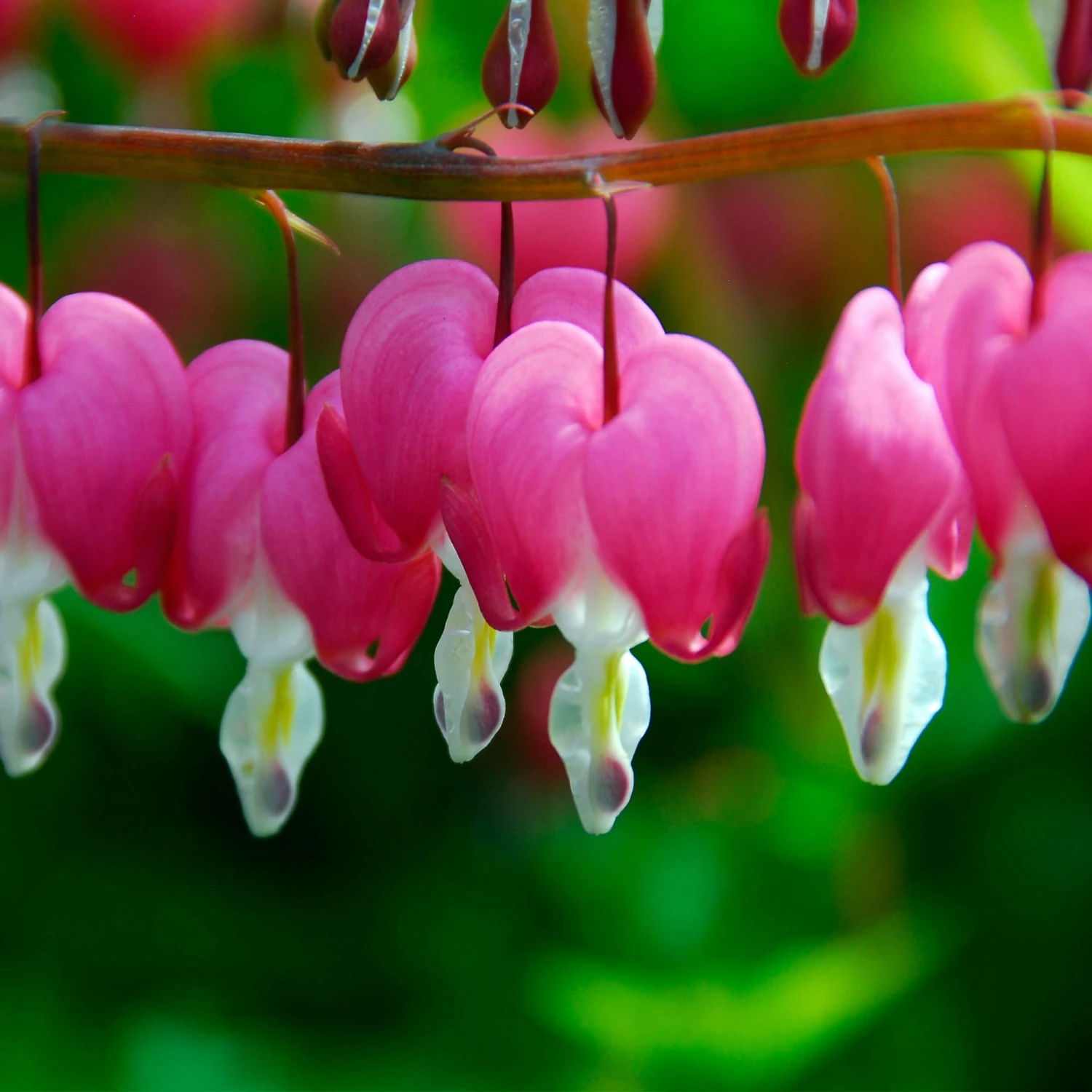 Roots Plants Bleeding Heart Plant 'Spectabilis Valentine' | Dicentra | 3L Pot Perennials 3 Roots Plants Bleeding Heart Plant 'Spectabilis Valentine' | Dicentra | 3L Pot Perennials