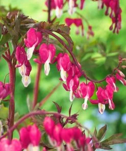 Roots Plants Bleeding Heart Plant 'Spectabilis Valentine' | Dicentra | 3L Pot Perennials 7 Roots Plants Bleeding Heart Plant 'Spectabilis Valentine' | Dicentra | 3L Pot Perennials