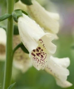 Roots Plants Perennials Foxglove'Dalmatian Cream' | Digitalis
