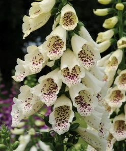 Roots Plants Perennials Foxglove 'Dalmatian Cream' | Digitalis 6 Roots Plants Perennials Foxglove 'Dalmatian Cream' | Digitalis