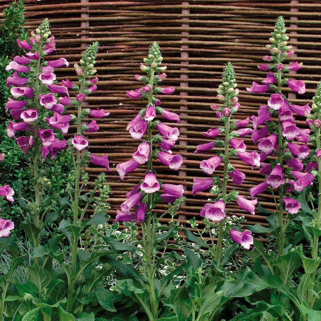 Roots Plants Perennials Digitalis 'Dalmatian Mixed' 5 Roots Plants Perennials Digitalis 'Dalmatian Mixed'