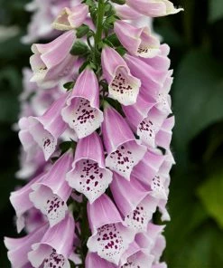 Roots Plants Perennials Digitalis 'Dalmatian Mixed' 9 Roots Plants Perennials Digitalis 'Dalmatian Mixed'