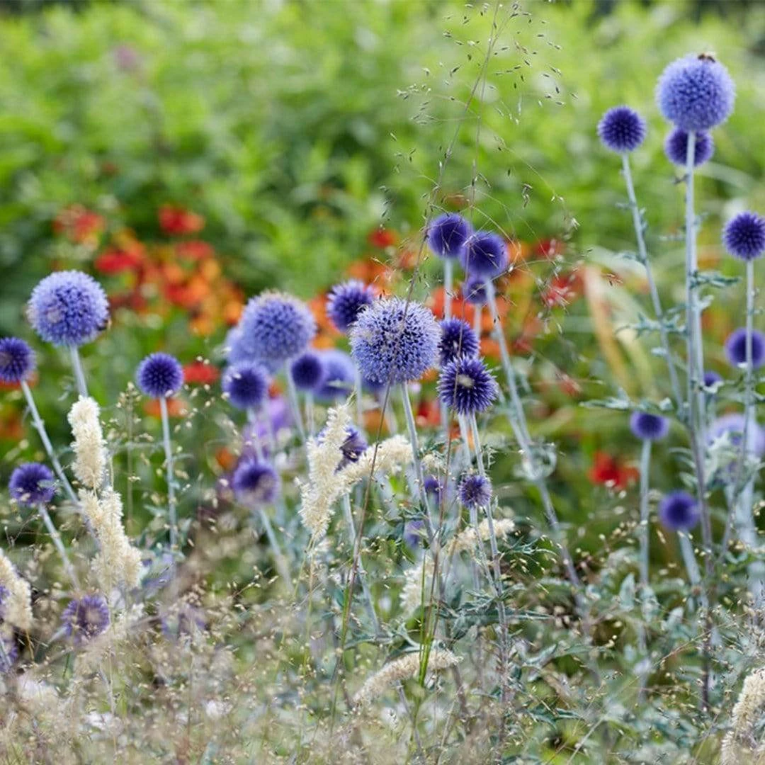 Roots Plants Perennials Echinops 'Blue Globe' | 10.5cm Pot 5 Roots Plants Perennials Echinops 'Blue Globe' | 10.5cm Pot