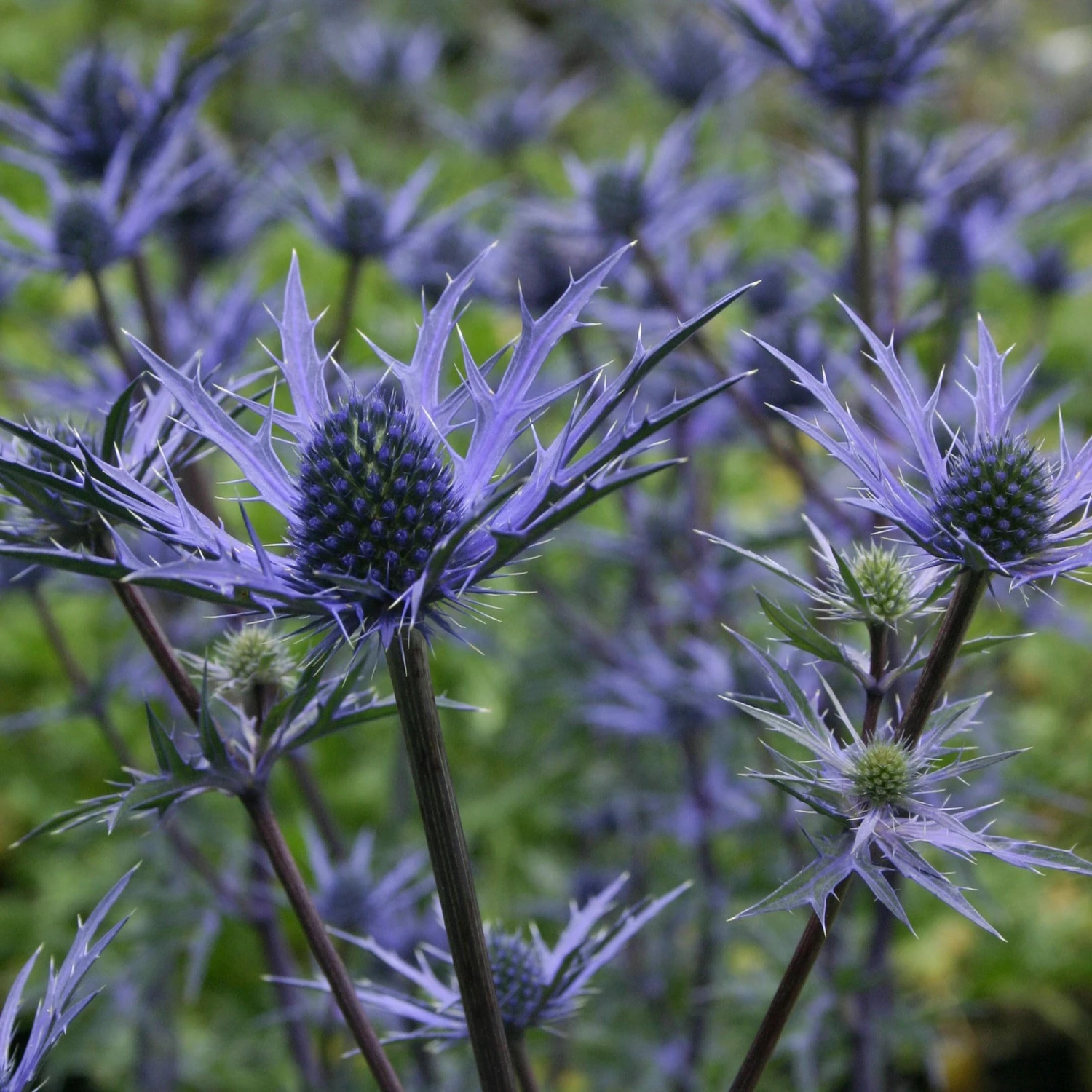 Roots Plants Perennials Eryngium 'Lapis Blue' | 1L Pot 3 Roots Plants Perennials Eryngium 'Lapis Blue' | 1L Pot