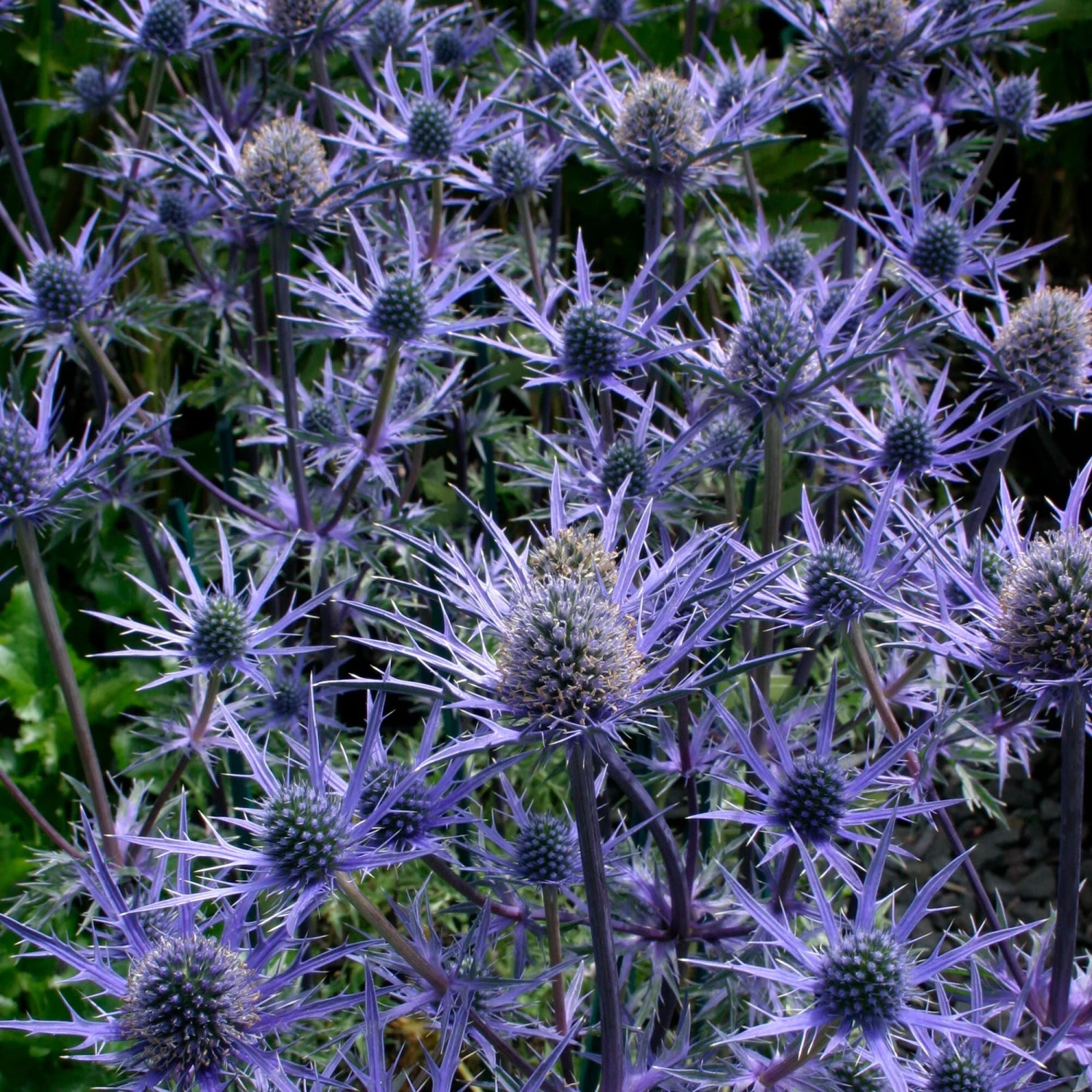 Roots Plants Perennials Eryngium 'Lapis Blue' | 1L Pot 4 Roots Plants Perennials Eryngium 'Lapis Blue' | 1L Pot