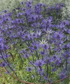 Roots Plants Perennials Eryngium 'Lapis Blue' | 1L Pot 7 Roots Plants Perennials Eryngium 'Lapis Blue' | 1L Pot