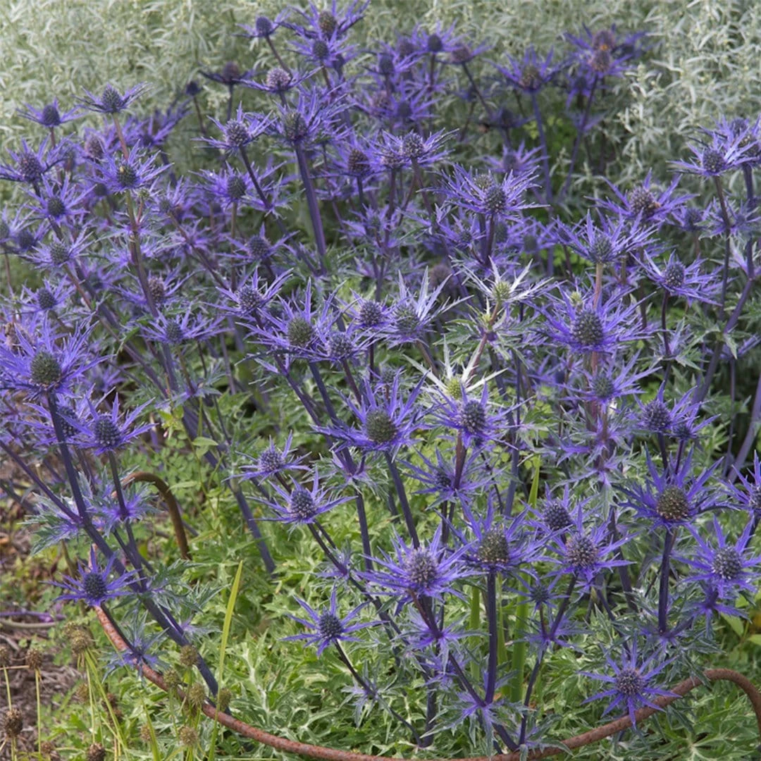 Roots Plants Perennials Eryngium 'Lapis Blue' | 1L Pot 5 Roots Plants Perennials Eryngium 'Lapis Blue' | 1L Pot