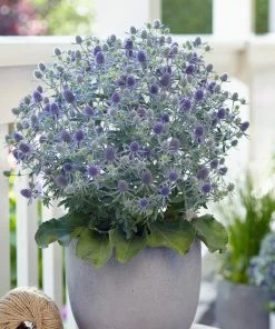 Roots Plants Perennials Eryngium'Magical Blue Globe' | 1L Pot