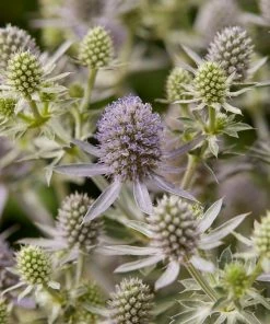 Roots Plants Perennials Eryngium 'Magical Blue Globe' | 1L Pot 6 Roots Plants Perennials Eryngium 'Magical Blue Globe' | 1L Pot
