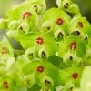 Roots Plants Perennials Euphorbia 'Ascot Rainbow'