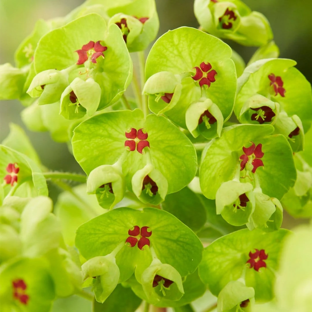 Roots Plants Perennials Euphorbia 'Ascot Rainbow' 3 Roots Plants Perennials Euphorbia 'Ascot Rainbow'