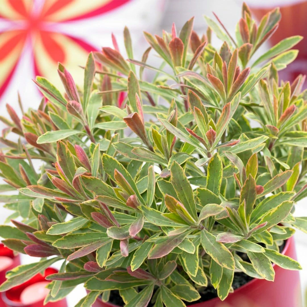 Roots Plants Perennials Euphorbia 'Ascot Rainbow' 4 Roots Plants Perennials Euphorbia 'Ascot Rainbow'