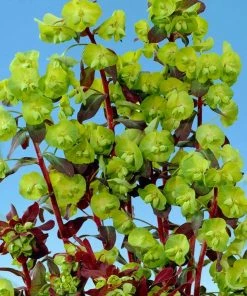 Roots Plants Perennials Euphorbia Purpurea