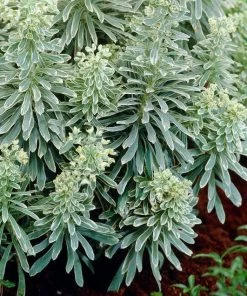 Roots Plants Perennials Euphorbia 'Silver Edge'