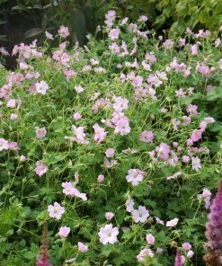 Roots Plants Geraniums & Pelargoniums Hardy Geranium Collection | 3 X 1L Pots