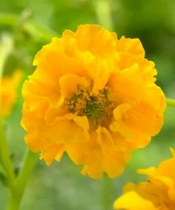 Roots Plants Perennials Geum 'Lady Stratheden'