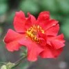 Roots Plants Perennials Geum 'Mrs Bradshaw' 1 Roots Plants Perennials Geum 'Mrs Bradshaw'