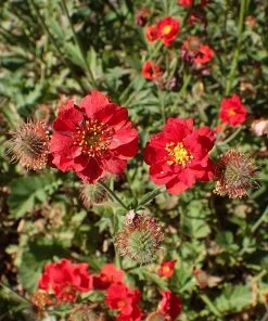 Roots Plants Perennials Geum 'Pink Petticoats'