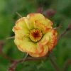 Roots Plants Geum 'Tequila Sunrise' | 10.5cm Pot 2 Roots Plants Geum 'Tequila Sunrise' | 10.5cm Pot