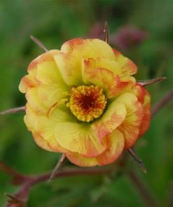 Roots Plants Perennials Red Yellow & Orange Perennial Plants Collection | Summer Flame Collection