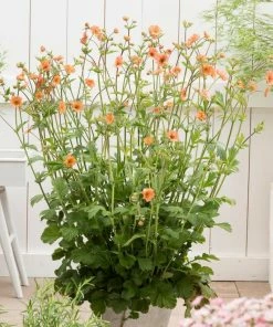Roots Plants Perennials Geum 'Totally Tangerine'