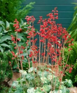 Roots Plants Perennials Heuchera 'Ruby Bells' | 10.5cm Pot