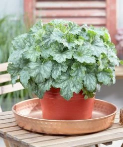 Roots Plants Perennials Heuchera'Dales Strain' | 10.5cm Pot