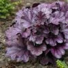 Roots Plants Perennials Heuchera 'Forever Purple' | 3L Pot