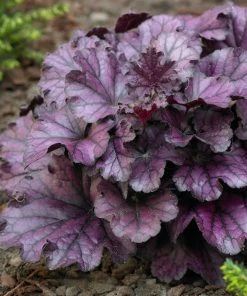 Roots Plants Perennials Heuchera'Forever Purple' | 3L Pot
