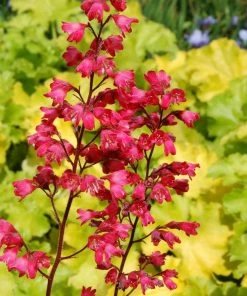Roots Plants Heuchera Collection Perennials 15 Roots Plants Heuchera Collection Perennials