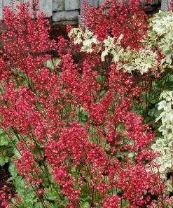 Roots Plants Perennials Heuchera 'Paris'