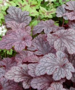 Roots Plants Heuchera 'Plum Pudding'