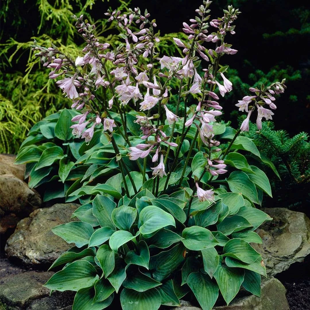 Roots Plants Perennials Hosta Collection | 6 X 1L Pots 7 Roots Plants Perennials Hosta Collection | 6 X 1L Pots