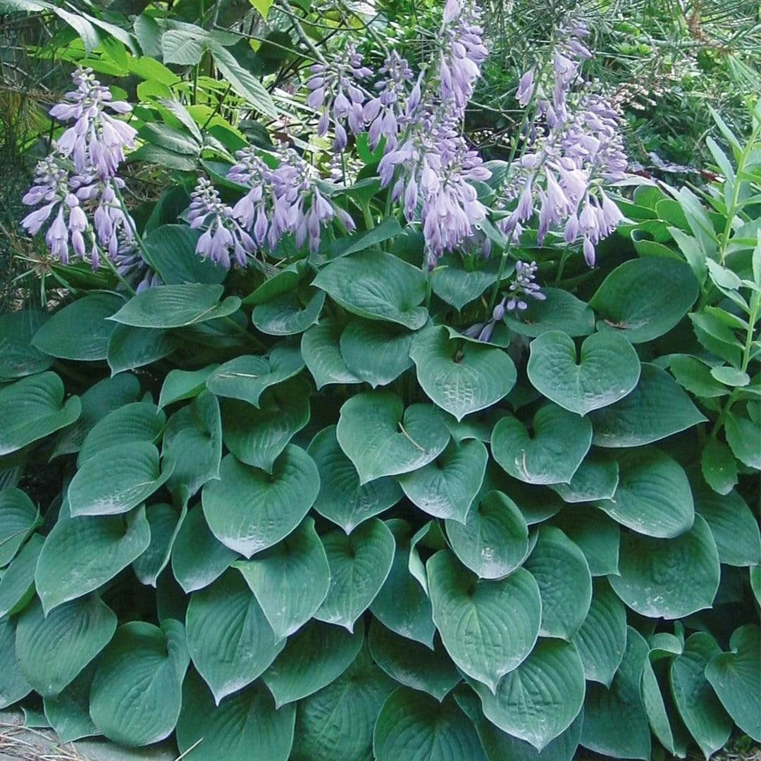 Roots Plants Perennials Hosta Collection | 6 X 1L Pots 8 Roots Plants Perennials Hosta Collection | 6 X 1L Pots